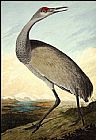 Hooping Crane by John James Audubon